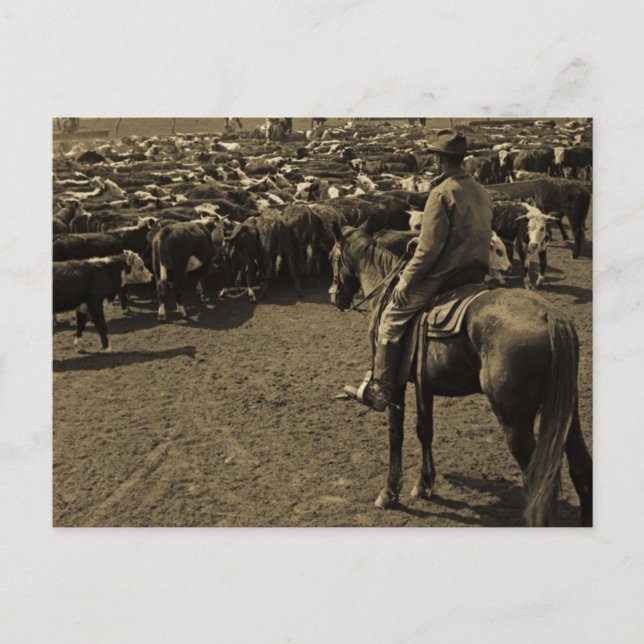 Cartão Postal No Texas Plains debaixo do céu de azul (Frente)