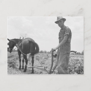 Cartão Postal No trabalho no algodão