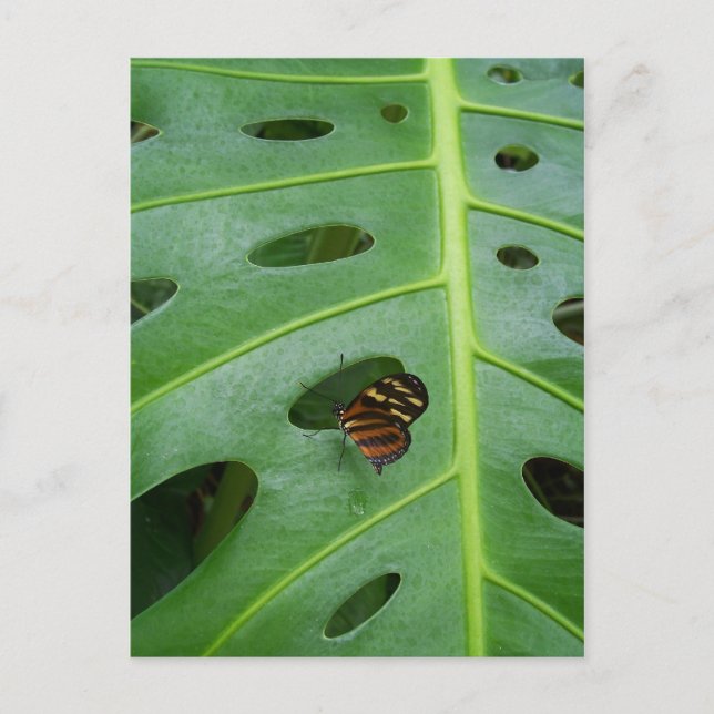 Cartão Postal No Verde (Frente)