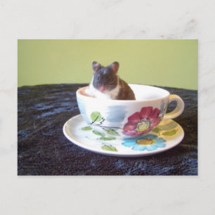 Cartão postal noah 2