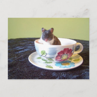 Cartão postal noah 2