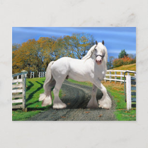 Cartão Postal "Noel In Splendor"