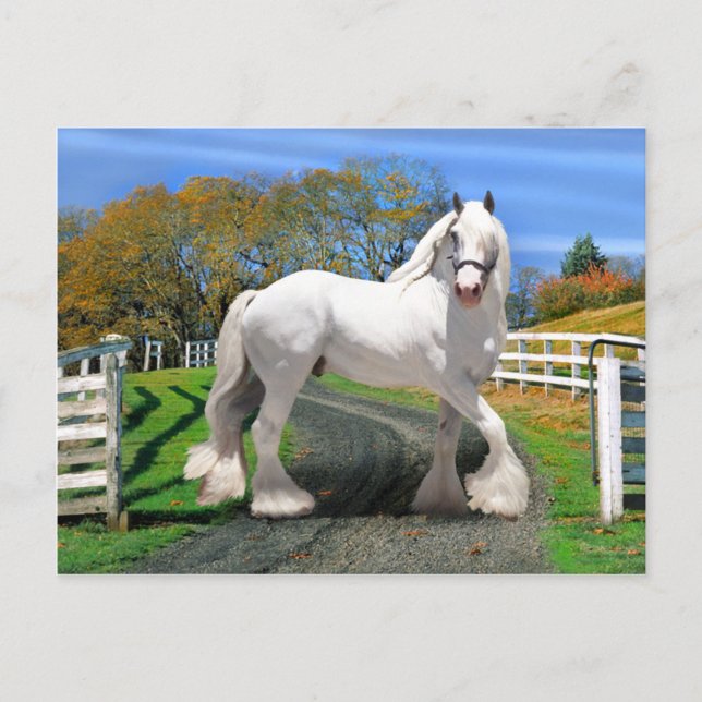 Cartão Postal "Noel In Splendor" (Frente)