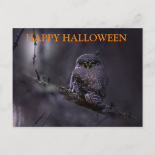 Cartão Postal Noite Assustadora de Halloween com Corujas