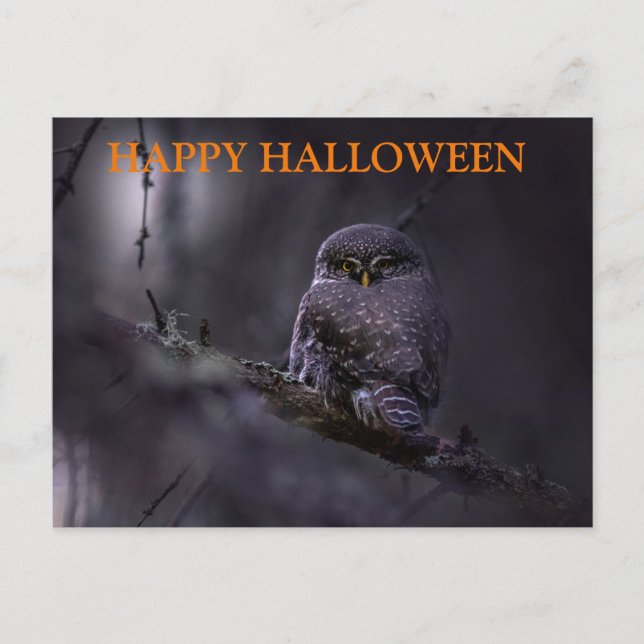 Cartão Postal Noite Assustadora de Halloween com Corujas (Frente)