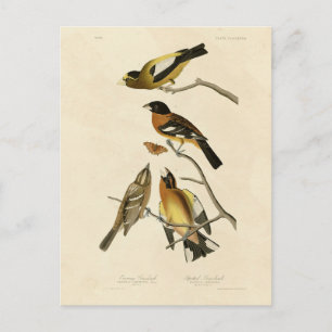 Cartão Postal Noite, Aves de Grosbeak Audubon da América