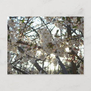 Cartão Postal Noite de Cherry Blossoms II Primavera Sunset