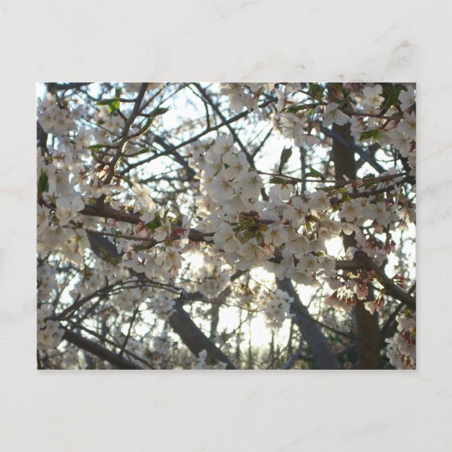 Cartão Postal Noite de Cherry Blossoms II Primavera Sunset (Frente)