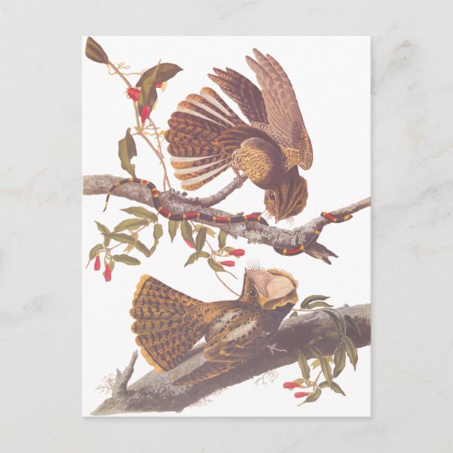 Cartão Postal Noite do Bacurau-de-cauda-fina Cartão-postal (Frente)