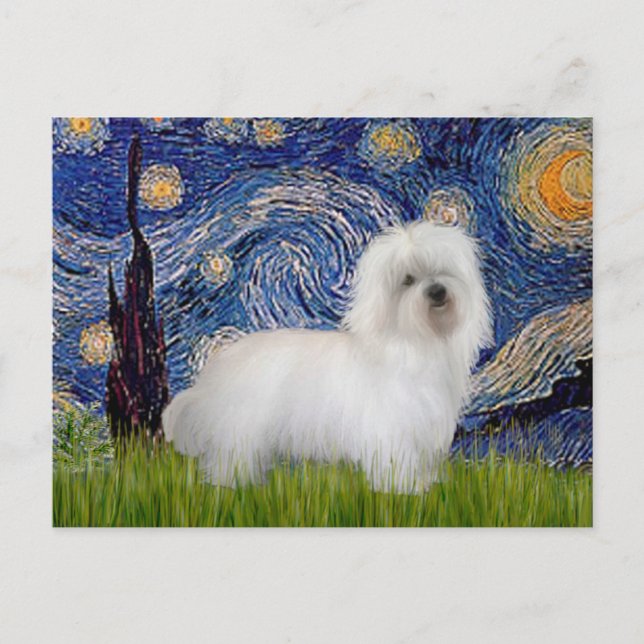 Cartão Postal Noite Estrelada - Coton de Tulear 5 (Frente)