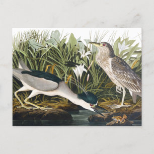 Cartão Postal Noite-Heron, coroada de preto, por John James Audu