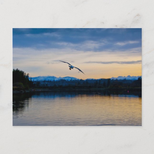 Cartão Postal Noite pacífica (Frente)