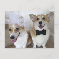 NOIVOS DO CORGI DE GALÊS