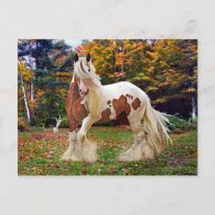 Cartão Postal "Nokomis"