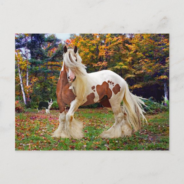 Cartão Postal "Nokomis" (Frente)