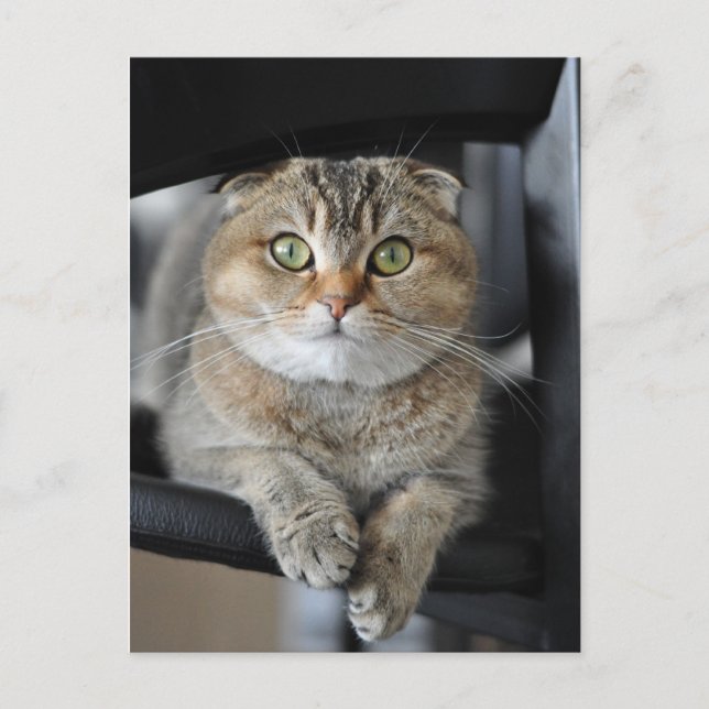 Cartão Postal Noodles (Frente)