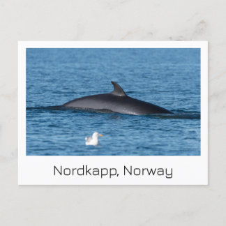 Cartão postal Nordkapp, Noruega Souvenir.