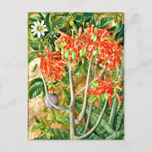 Cartão Postal Norte - Aloe e Flor da Paixão, África do Sul,