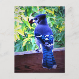 Cartão Postal Norte Azul Jay W Peanut Belo Penas Azuis