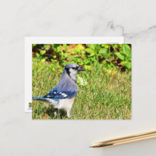 Cartão Postal Norte Blue Jay