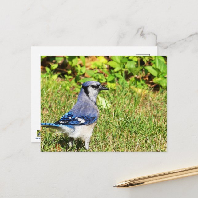 Cartão Postal Norte Blue Jay (Frente/Verso In Situ)