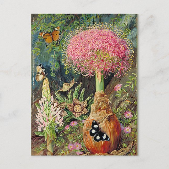 Cartão Postal Norte - Buphane Toricara e Outras Flores (Frente)