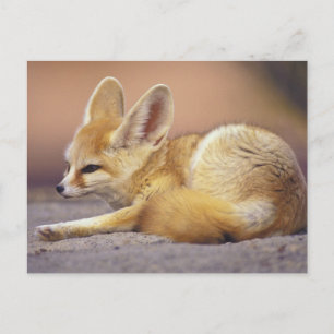Cartão Postal Norte da África. Feneco Fennecus zerda)