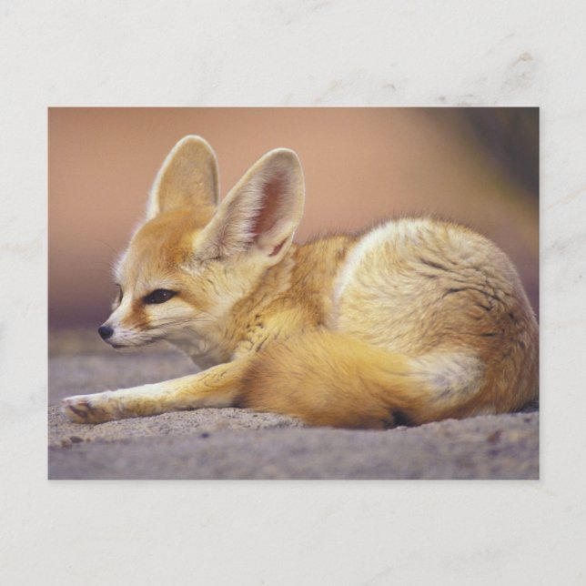 Cartão Postal Norte da África. Feneco Fennecus zerda) (Frente)