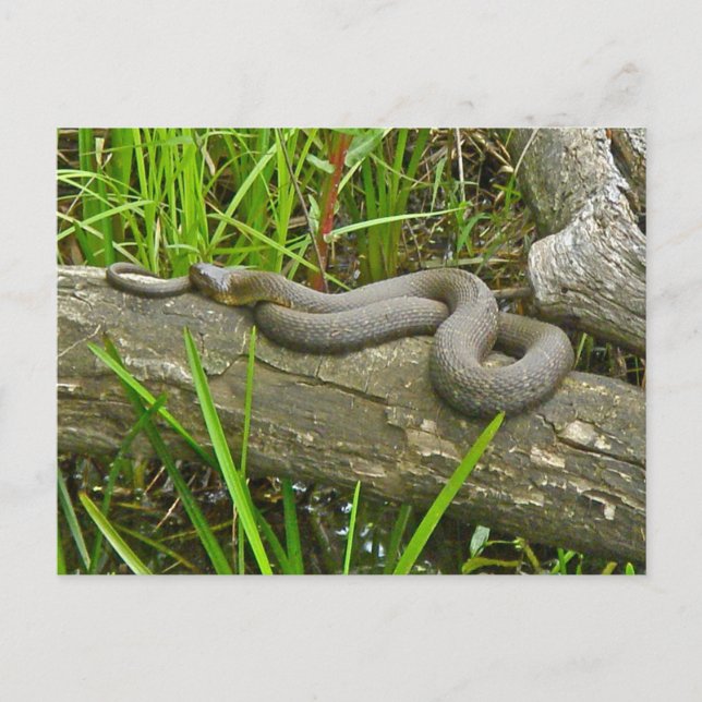 Cartão Postal Norte de Cobra de Água do  no Log de Vários Itens (Frente)