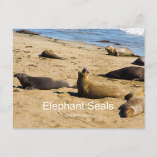 Cartão Postal Norte Elephant Seal Produtos da Califórnia