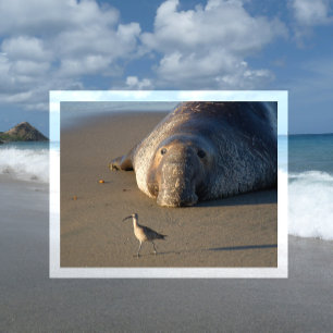 Cartão Postal Norte Elephant Seal Watts Bird Monterey Bay