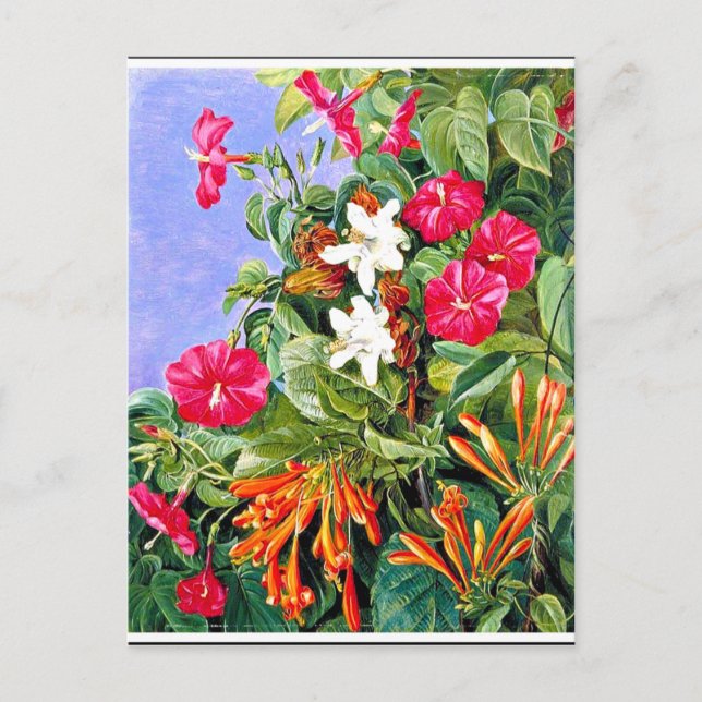 Cartão Postal Norte - Flores selvagens no Morro Velho, Brasil (Frente)