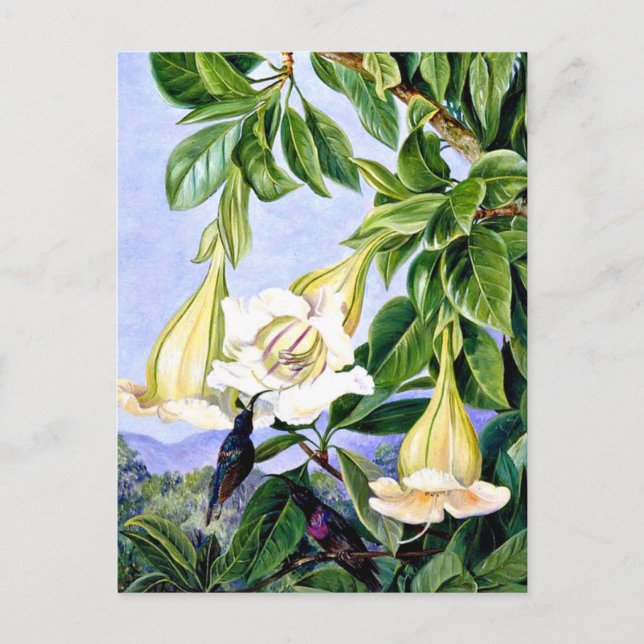 Cartão Postal Norte - Folhagem e Flores de um Americano tropical (Frente)