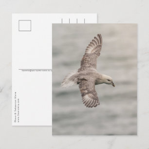 cartão postal norte fulmar