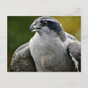 Cartão Postal Norte Goshawk