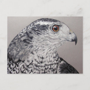 Cartão Postal Norte Goshawk