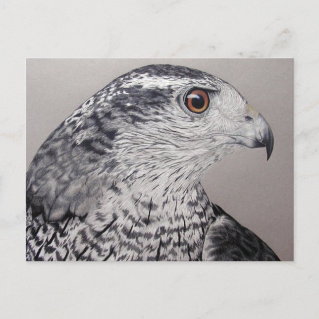 Cartão Postal Norte Goshawk (Frente)