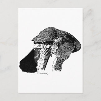 Cartão Postal Norte Goshawk