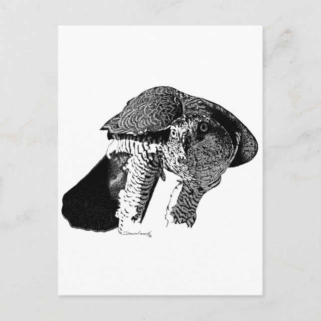 Cartão Postal Norte Goshawk (Frente)