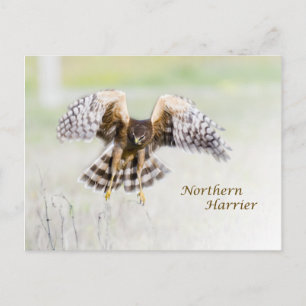 Cartão Postal Norte Harrier