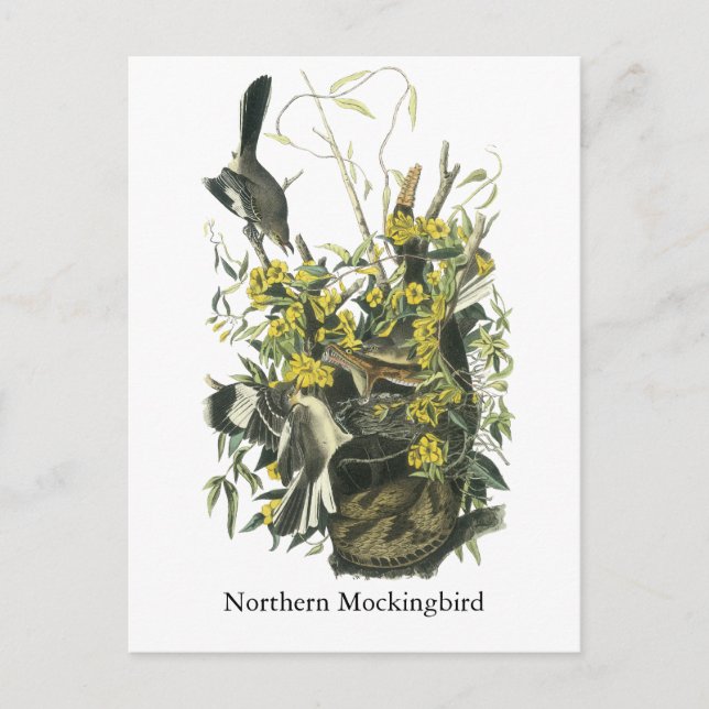 Cartão Postal Norte Mocking Bird, John Audubon (Frente)