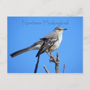 Cartão Postal Norte Mockingbird