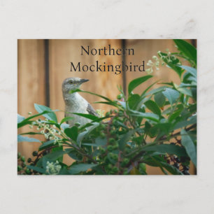 Cartão Postal Norte Mockingbird na Pokeweed Plant