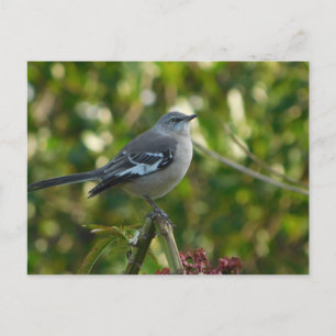 Cartão Postal Norte Mockingbird Safety Harbour