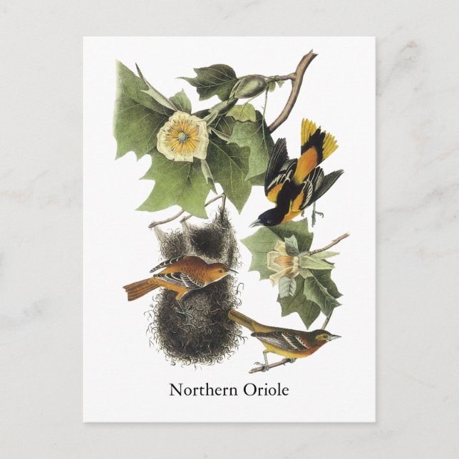 Cartão Postal Norte Oriole, John Audubon (Frente)