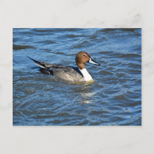 Cartão Postal Norte Pintail Duck