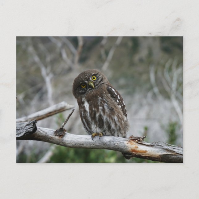 Cartão Postal Norte Pygmy Owl (Frente)