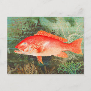 Cartão Postal Norte Red Snapper Fish Vintage