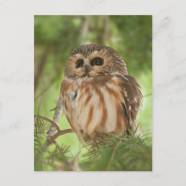 Cartão Postal Norte Saw-whet Owl (Frente)