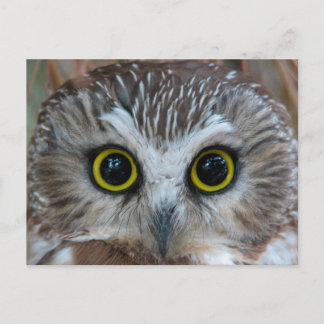 Cartão Postal Norte Saw-whet Owl Close-up